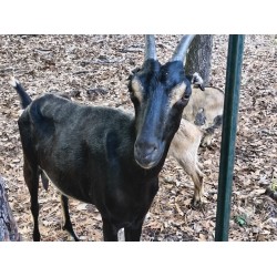 Raw Goat Milk 1/2 Gallon Raw Goat Milk 1/2 Gallon