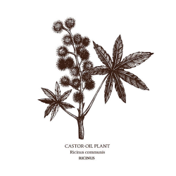 Castor Oil Half Gallon Castor Oil Half Gallon